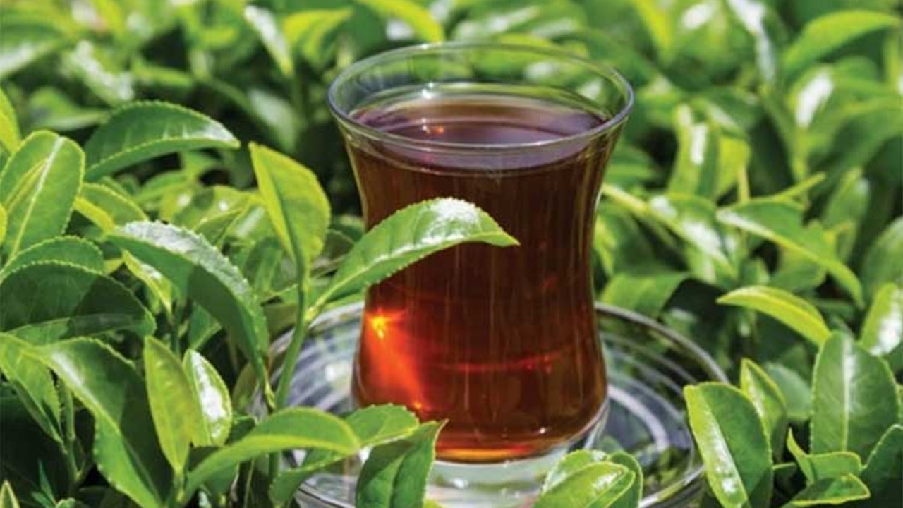Çay, 203.9 milyon dolar kazandırdı